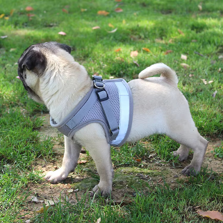 Adjustable Pet Harness with Leash